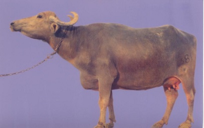 Bhadawari buffalo