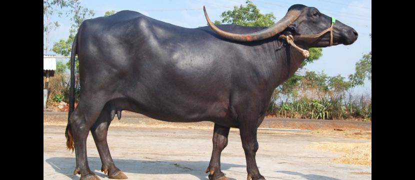 pandharpuri buffalo dairy knowledge