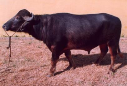 Bhadawari buffalo Bull