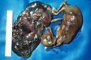 Aborted foetus from a cow