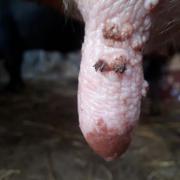 Udder and teat lesions 