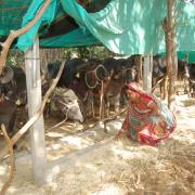 Navliben, Shahada village, Dahod, Gujarat 