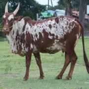 Bargur Cow