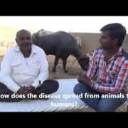 Fighting Brucellosis in Bhimasar