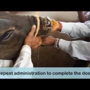 Ethnoveterinary treatment for FMD oral lesions