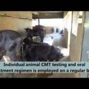 Mastitis Control Project