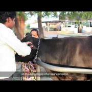 Lead your village to prosperity through dairying