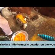 Ethnoveterinary formulation for FMD foot lesions