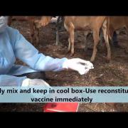 Brucella Vaccination SOP