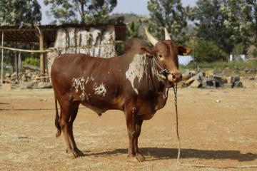 Bargur Bull Bargur Bull