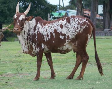 Bargur Cow Bargur Cow