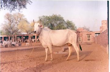 Indigenous Cow Breeds in India