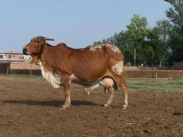 20 Most Popular Cow Breeds of India