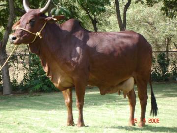 20 Most Popular Cow Breeds of India