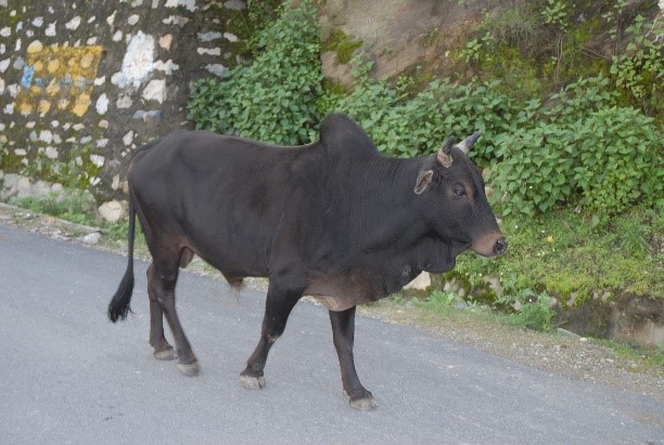 Badri Bull
