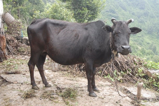 Badri Cow