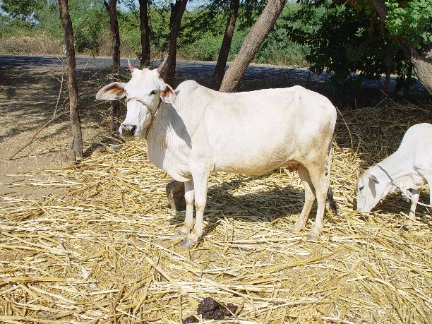 Dagri Cow