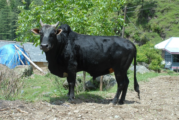 Himachali Pahari Bull