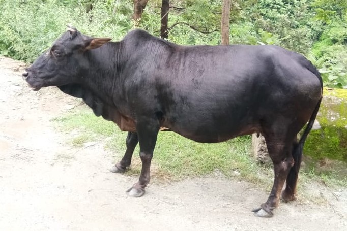 Himachali Pahari Cow