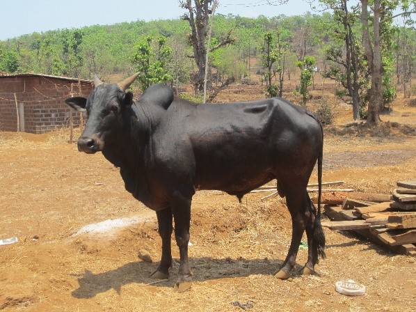 Konkan Kapila Bull