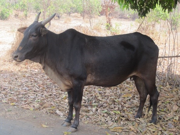 Konkan Kapila Cow