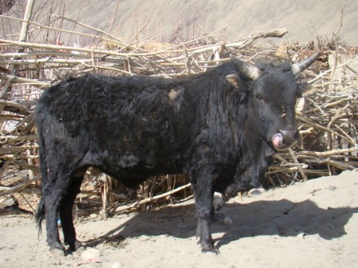 Ladakhi Bull
