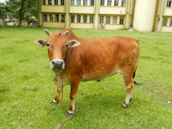 Lakhimi Bull