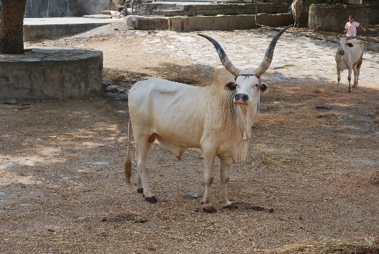 Nari Bull