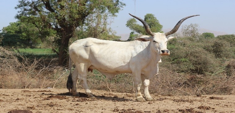 Nari Cow