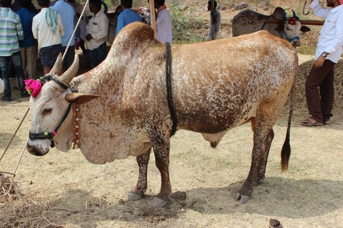 Poda Thurpu Bull