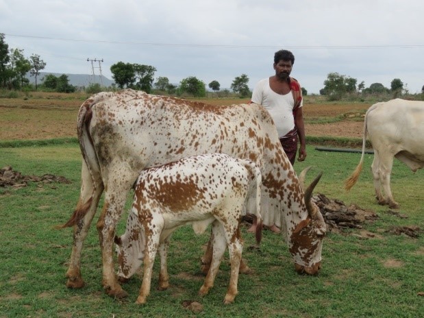 Poda Thurpu Cow