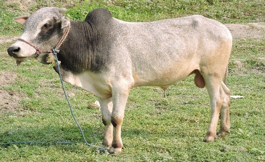 Purnea Bull