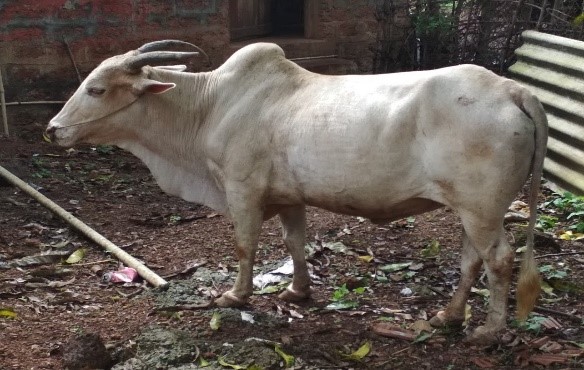 Shweta Kapila Bull