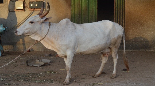 Shweta Kapila Cow
