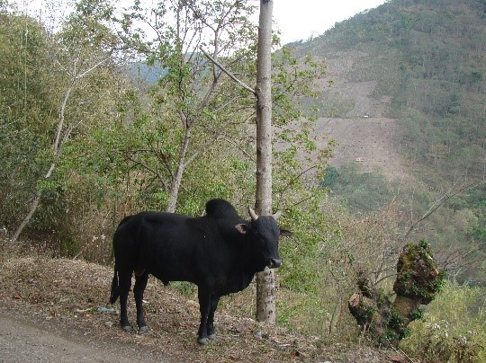 Thutho Bull