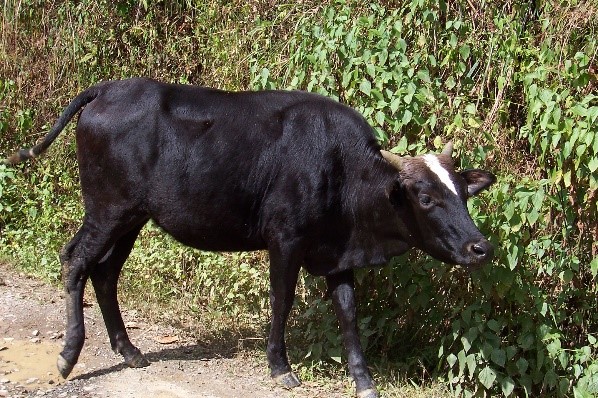 Thutho Cow