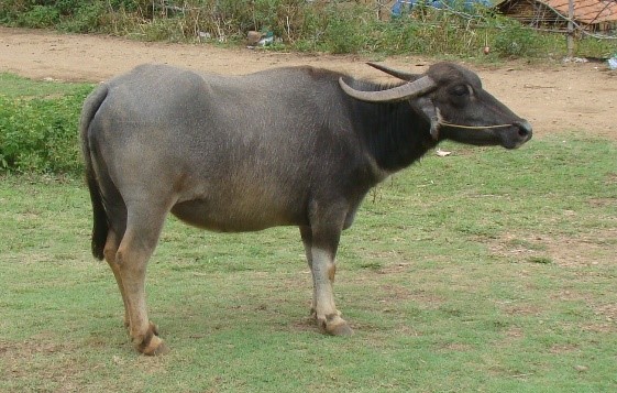 Bargur buffalo