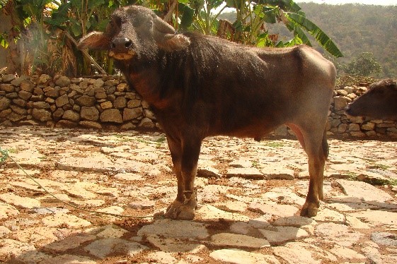 Bargur buffalo bull