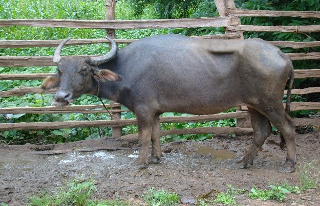 Chhattisgarhi buffalo