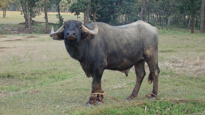 Chhattisgarhi buffalo bull