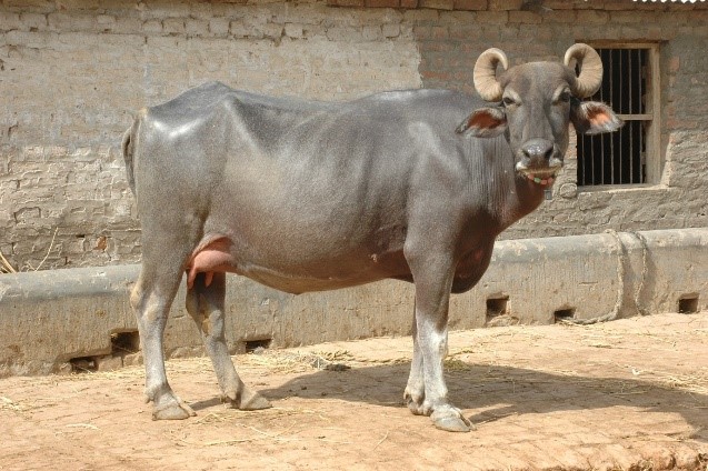 Gojri buffalo