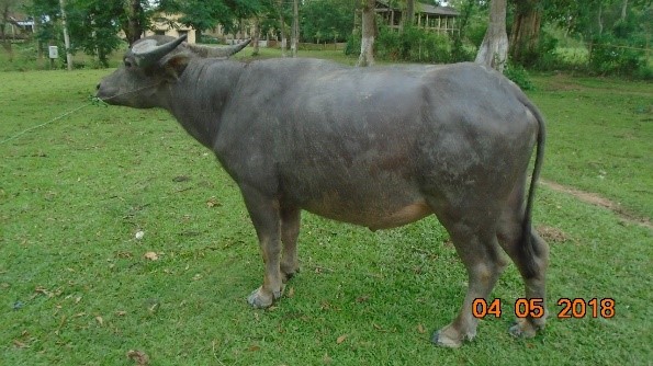 Luit buffalo bull