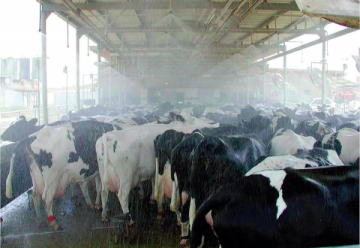 Managing dairy animals during Summer | Dairy Knowledge Portal