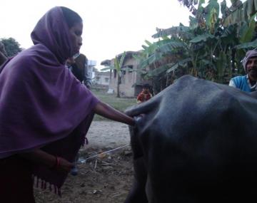 Anita Kumari - Tale of a woman AI technician | Dairy Knowledge Portal Anita Kumari - Tale of a woman AI technician | Dairy Knowledge Portal