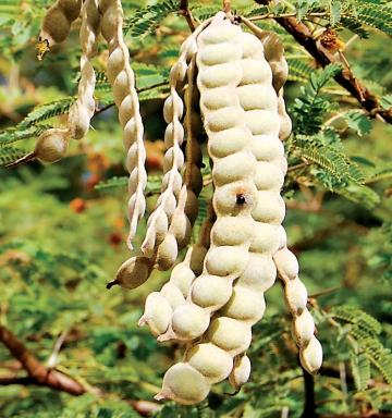 Babul pods, seeds and babul seed chuni | Dairy Knowledge Portal