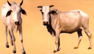 Bachaur | Dairy Knowledge Portal Bachaur | Dairy Knowledge Portal
