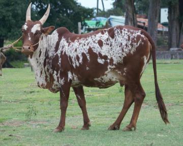 Bargur Cow