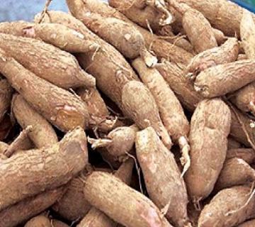 Cassava root (Manihot esculenta) | Dairy Knowledge Portal Cassava root (Manihot esculenta) | Dairy Knowledge Portal