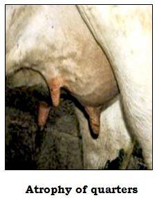 Chronic Mastitis Dairy Knowledge Portal
