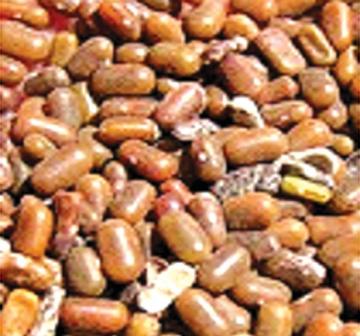 Dhaincha Seeds Dairy Knowledge Portal